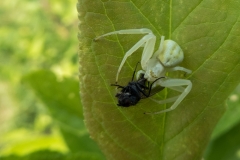 Kameleon Krabspin